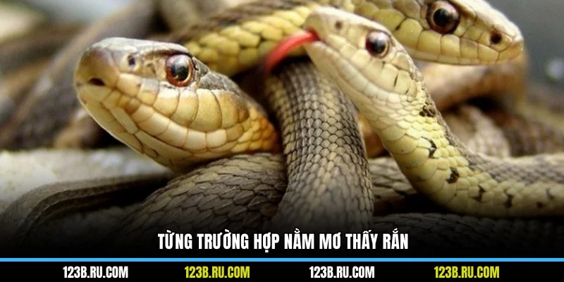 Từng trường hợp nằm mơ thấy rắn